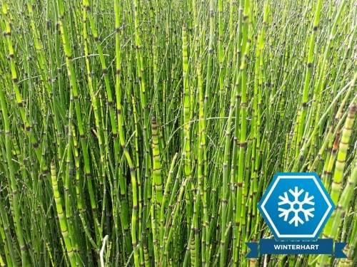 Schachtelhalm bunt - Equisetum variegatum